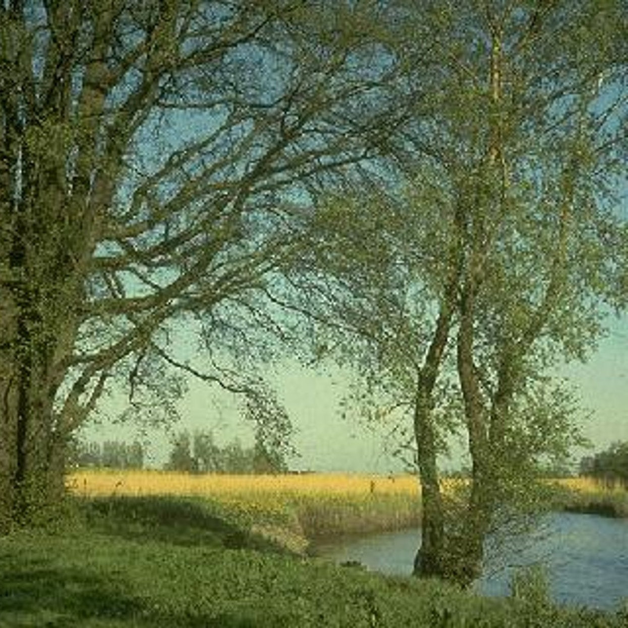 Flodalm – Ulmus laevis - 25/30 WRB